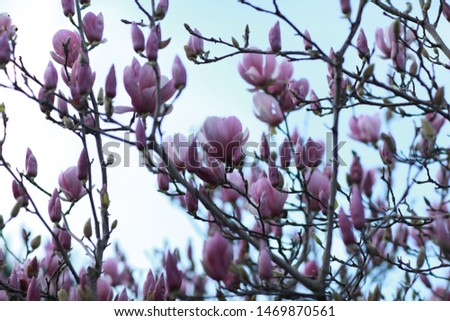 Purple Magnolia blossoms Blooming in Sky background