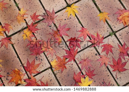 maple leaves on the ground