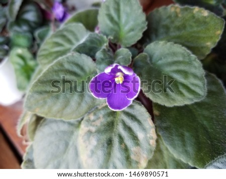 white lined purple African violet bloom 
