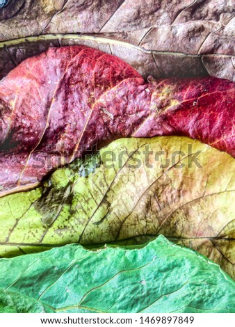 Life of Leaves - The story of Leaves through a single photograph. Shot on iPhone 5s, shows the maturing of leaves and rainbow pattern 