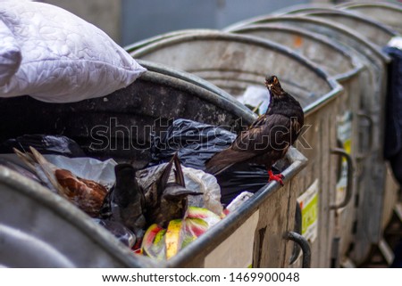 Pigeons eat something in trash container. The spread of diseases and infections concept.