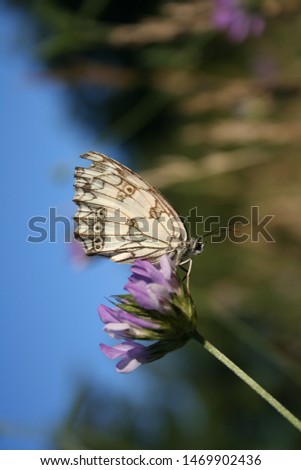 A butterfly is placed on a clover flower in a meadow, the sky in the background is blue