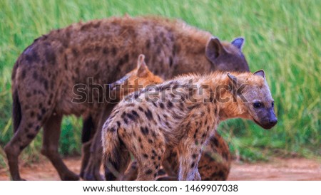 growling young Spotted Hyena (Crocuta crocuta)