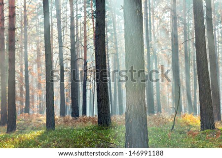 Mysterious autumn forest scene with the magic rays of light through the green branches of trees