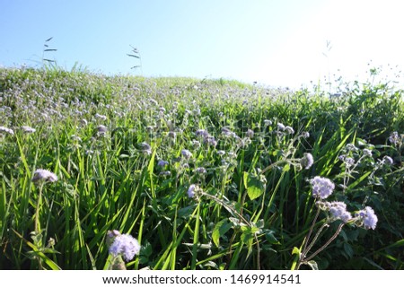 purple Wild grass field blossom flower of spring. Mountain landscape floral view early morning sunlight Natural green grass Flower & seed hill under blue summer sky Spring blossom meadow mountain view