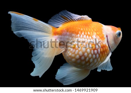 Fish, glass, fat, belly, bloated, swimming, placed on a black background