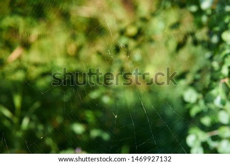 Thin spider web on bright green background, creative background