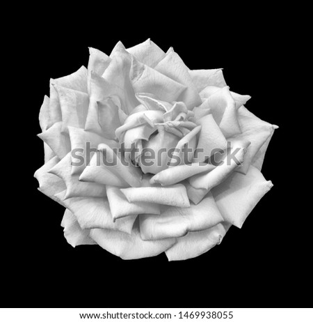 Monochrome isolated white rose blossom macro,black background, a fine art still life close-up of a single bloom in vintage painting style,top view
