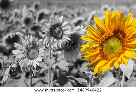 Standing out from the crowd - bright sunflower on a grayscale sunflowers field backgrounds.