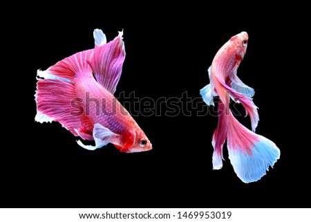 Capture the moving moment of white siamese fighting fish isolated on white background  Betta splendens Gifts for Arabs Thailand Culture be alive Gifts for Europeans