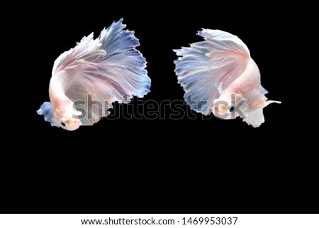 Capture the moving moment of two white siamese fighting fish isolated on a black background.Raising fighting fish as a hobby.The gift given to Arabs by Europeans is fighting fish.Betta splendent.