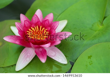 Beautiful pink lotus flower or waterlily in the pond