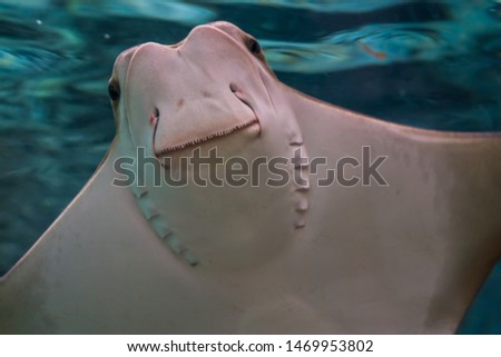 funny closeup of the face of a cownose ray, tropical eagle ray specie from the caribbean sea