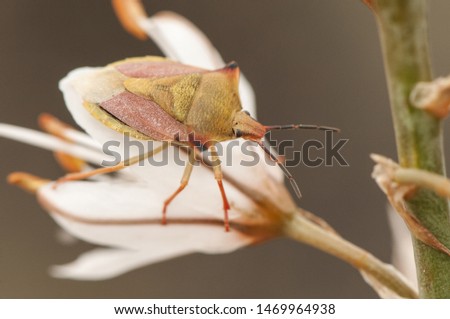 Carpocoris is a very common orange stink bug that sits on an asphodel flower on which natural lighting feeds