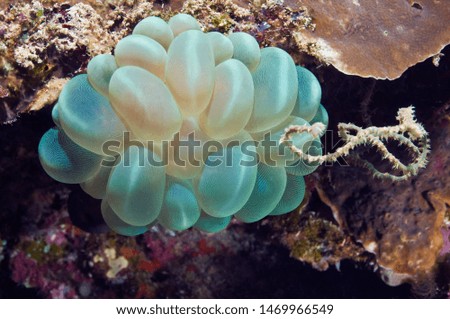 SoSoft corals on the reefs of coastal waters of Malaysiaft corals on the reefs of coastal waters of Malaysia