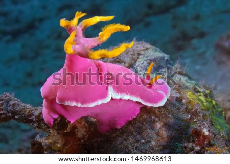 Nudibranch crawling on the coral. Underwater photography