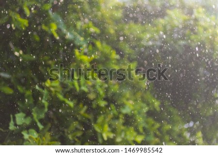 Blurred natural picture from fresh green leaves tree with group of fall droplet’s motion and bokeh from hard rainy background. Image for spring season or meteorology or environment concept. 