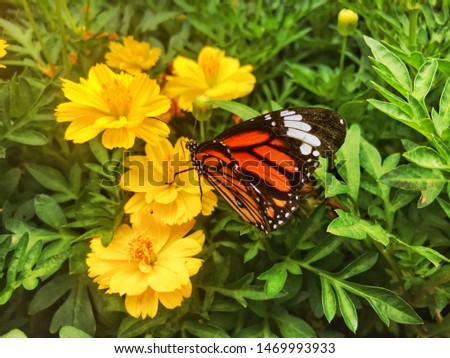 Closeup Common tiger butterfly on
 yellow flower