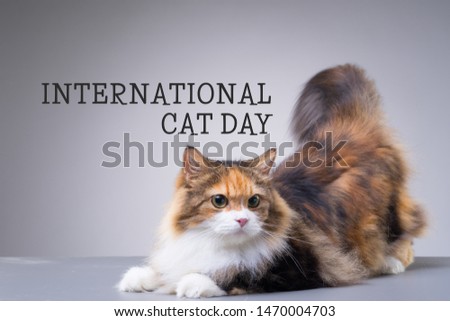 International Cat Day poster. Portrait of a beautiful cat with the "International Cat Day" text on grey background. Royalty-Free Stock Photo #1470004703