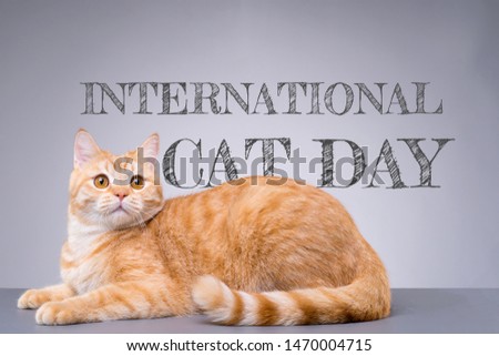 International Cat Day poster. Portrait of a beautiful cat with the "International Cat Day" text on grey background. Royalty-Free Stock Photo #1470004715