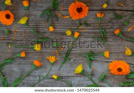 flat lay, of the flowers and buds of calendula on wooden background