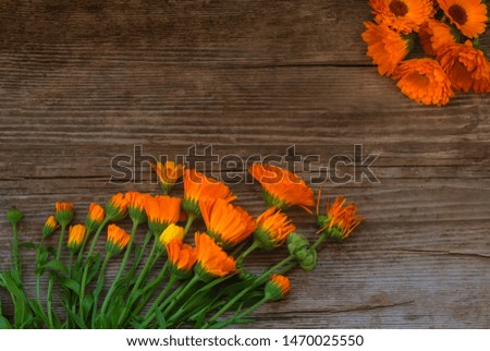 flat lay, flowers with bugs and calendula seeds on wooden background in order of withering reach for the improvised sun