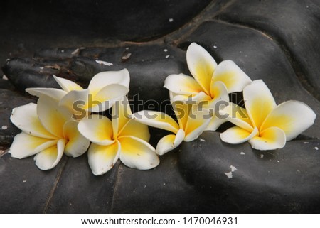 white and yellow frangipani at a stone hand