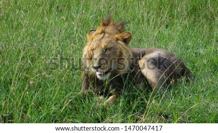 Male lion in the savannah in the Masai Mara National Park in Kenya in Africa