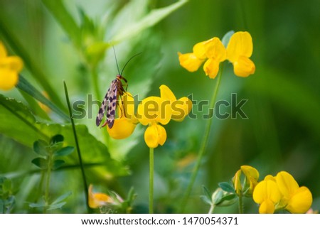 Butterflies perched on top of flowers and colorful vegetation.
