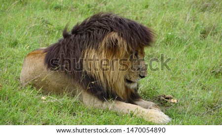 
Male lion in the savannah in Africa