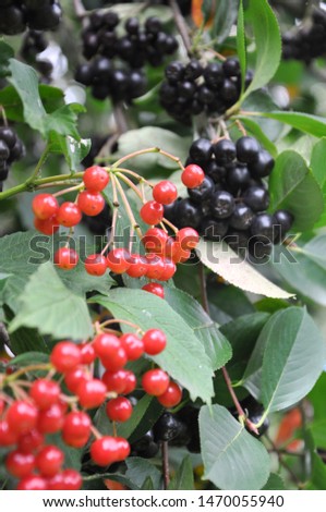 Aronia berries and viburnum hang on a branch.
