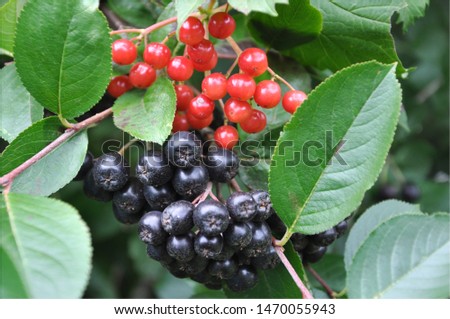 Aronia berries and viburnum hang on a branch.