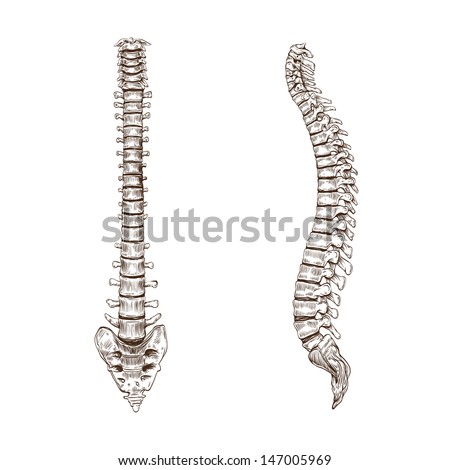 Spine sketch isolated on a white backgrounds Royalty-Free Stock Photo #147005969