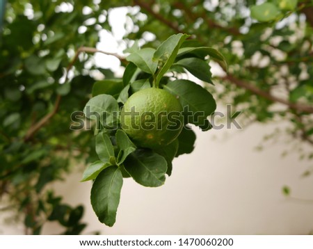 Close up tropical lime tree - Moderate size. Selective focus