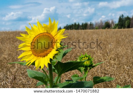 Sunflower on the background of a wheat field and sky