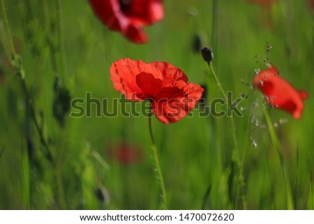 Red poppy with translucent petals isolated on the blurred green background. Close-up photo of a wild flower in the spring summer field