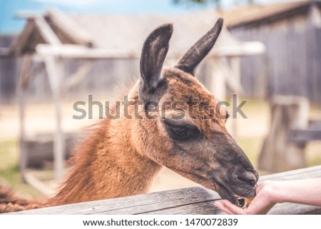 Llama looking obliquely at the camera.  Head Of An Adult Female Lama Glama
