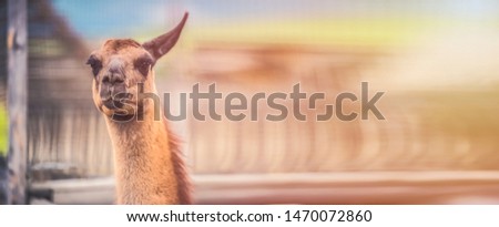 Llama looking obliquely at the camera.  Head Of An Adult Female Lama Glama . Panorama