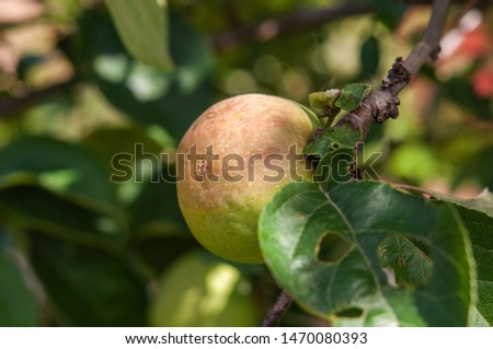 Green apple on a branch. Low key