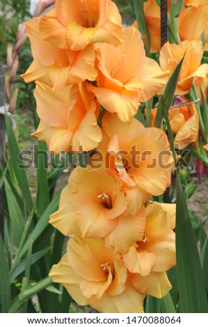 Blooming buds of a gladiolus flower.