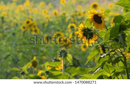 Field of sunflowers (low depth of field)