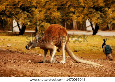 Yellow-footed Kangaroo (Petrogale xanthopus) standing on dirt. Summer day