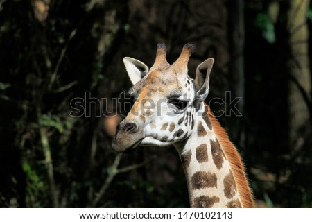 Giraffe at Zoo in Brazil
