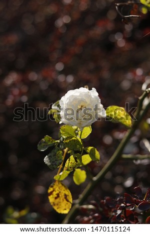 White rose on a spiny branch
