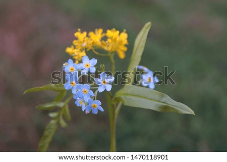 Little blue and yellow meadow flowers.