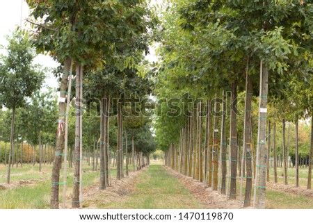 trees becoming more important to fight against global warming. this picture shows a part of a tree nursery