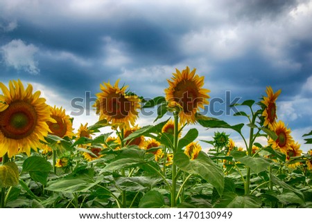 A field of sunflowers and a cloudy sky above it