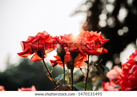 Flowers with a depth of field