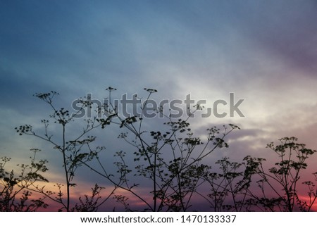 Silhouettes of wildflowers in the evening sky of watercolor shades, botanical background