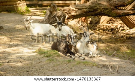 Goat, gray goat, pack leader, horned goat, nature reserve, animals, herd of goats, animals, wildlife, omission, herbivores, herd of animals, large animal